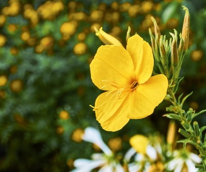 Produits à base d’Onagre - Elixanatur
