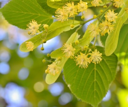 Produits à base de Tilleul - Elixanatur