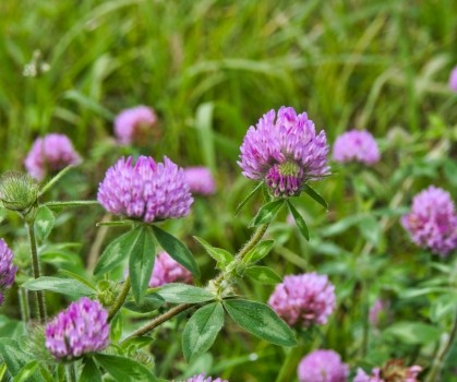 Produits à base de Trefle rouge - Elixanatur