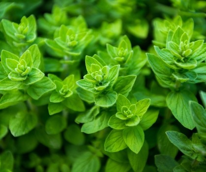 Produits à base d’Origan - Elixanatur