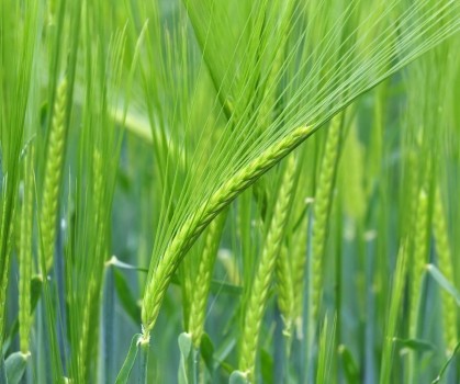 Produits à base d’Orge vert - Elixanatur