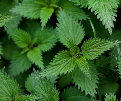Produits à base d’Ortie (Urtica Dioica) - Elixanatur
