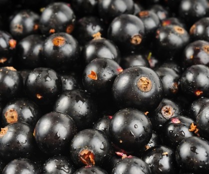 Produits à base de Cassis (ribes nigrum) - Elixanatur