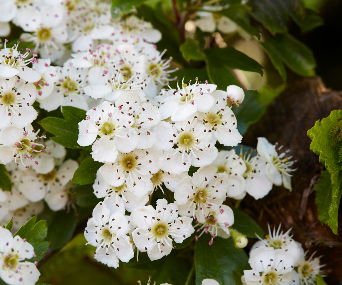 Produits à base d’Aubépine - Elixanatur