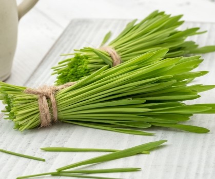 Produits à base d’Herbe d'orge - Elixanatur