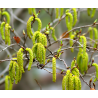 Aulne glutineux - Alnus Glut