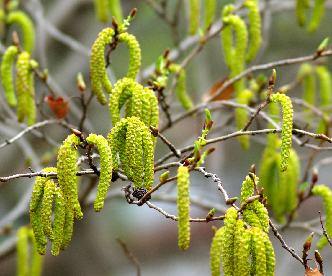 Produits à base d’Aulne glutineux - Alnus Glut - Elixanatur