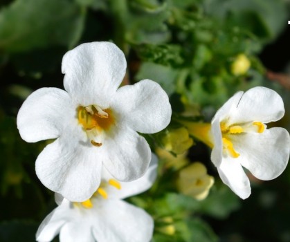 Produits à base de Bacopa - Elixanatur
