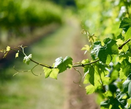 Produits à base de Vigne rouge - Elixanatur