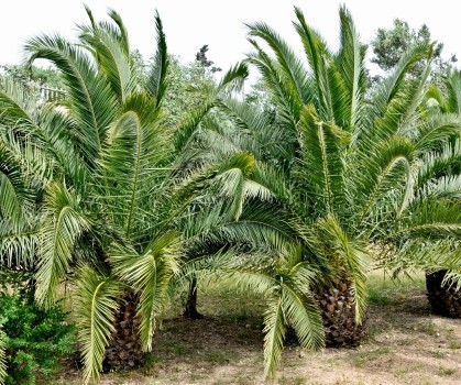 Produits à base de Palmier nain - Elixanatur