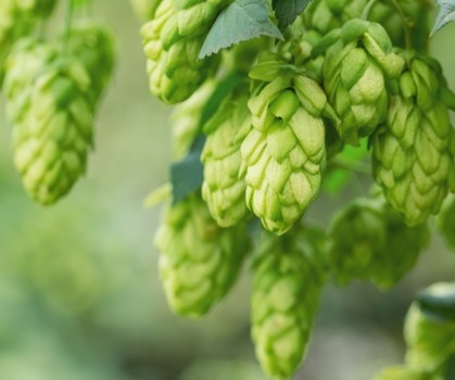 Produits à base d’Houblon - Elixanatur