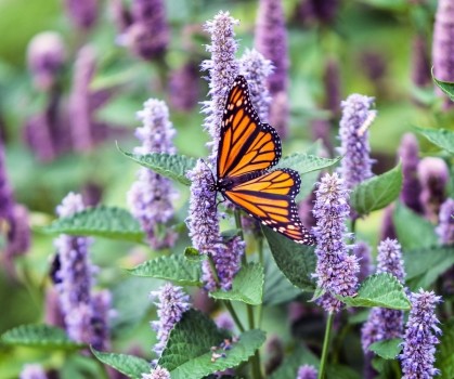 Produits à base d’Hysope - Elixanatur