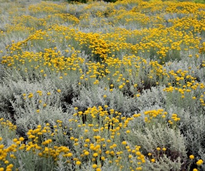 Produits à base d’Immortelle d’Italie - Helichrysum italicum - Elixanatur