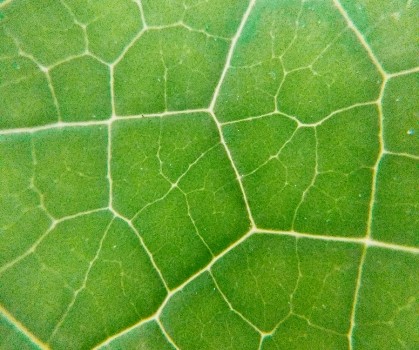 Produits à base de Chlorophylle - Elixanatur