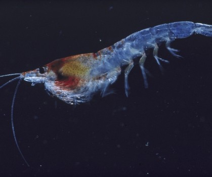 Produits à base de Krill - Elixanatur