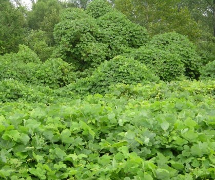 Produits à base de Kudzu - Elixanatur