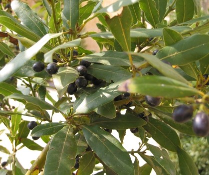 Produits à base de Laurier Noble - Laurus nobilis - Elixanatur