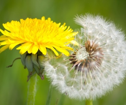 Produits à base de Pissenlit - Taraxacum - Elixanatur