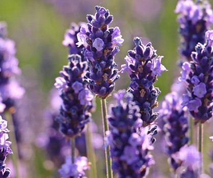 Produits à base de Lavande - Elixanatur