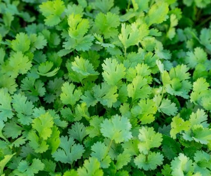 Produits à base de Coriandre - Elixanatur