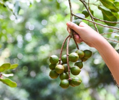 Produits à base de Macadamia - Elixanatur
