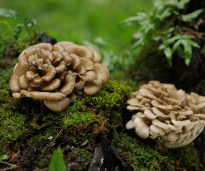 Produits à base de Maitaké - Elixanatur