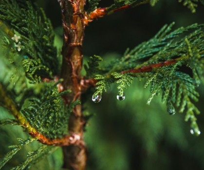 Produits à base de Cyprès - Cupressus sempervirens - Elixanatur