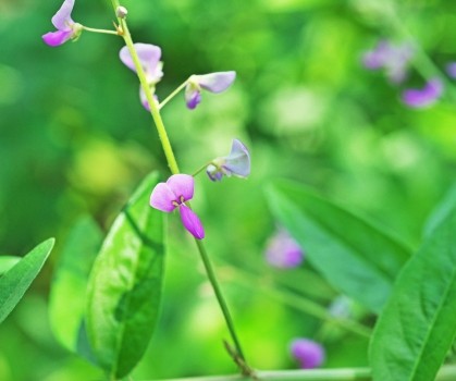 Produits à base de Desmodium adscendens - Elixanatur