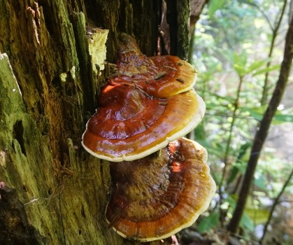 Produits à base de Reishi - Elixanatur