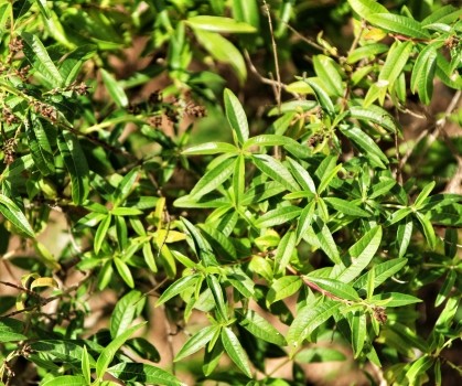 Produits à base d’Eucalyptus (Eucalyptus Citriodora) - Elixanatur
