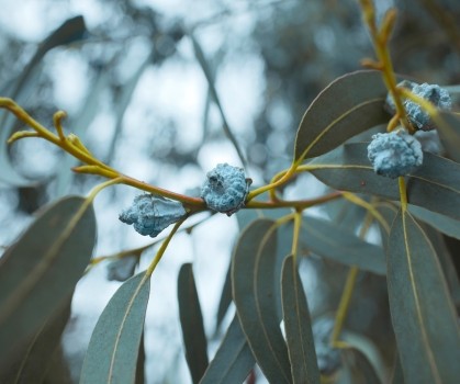 Produits à base d’Eucalyptus globuleux - Elixanatur