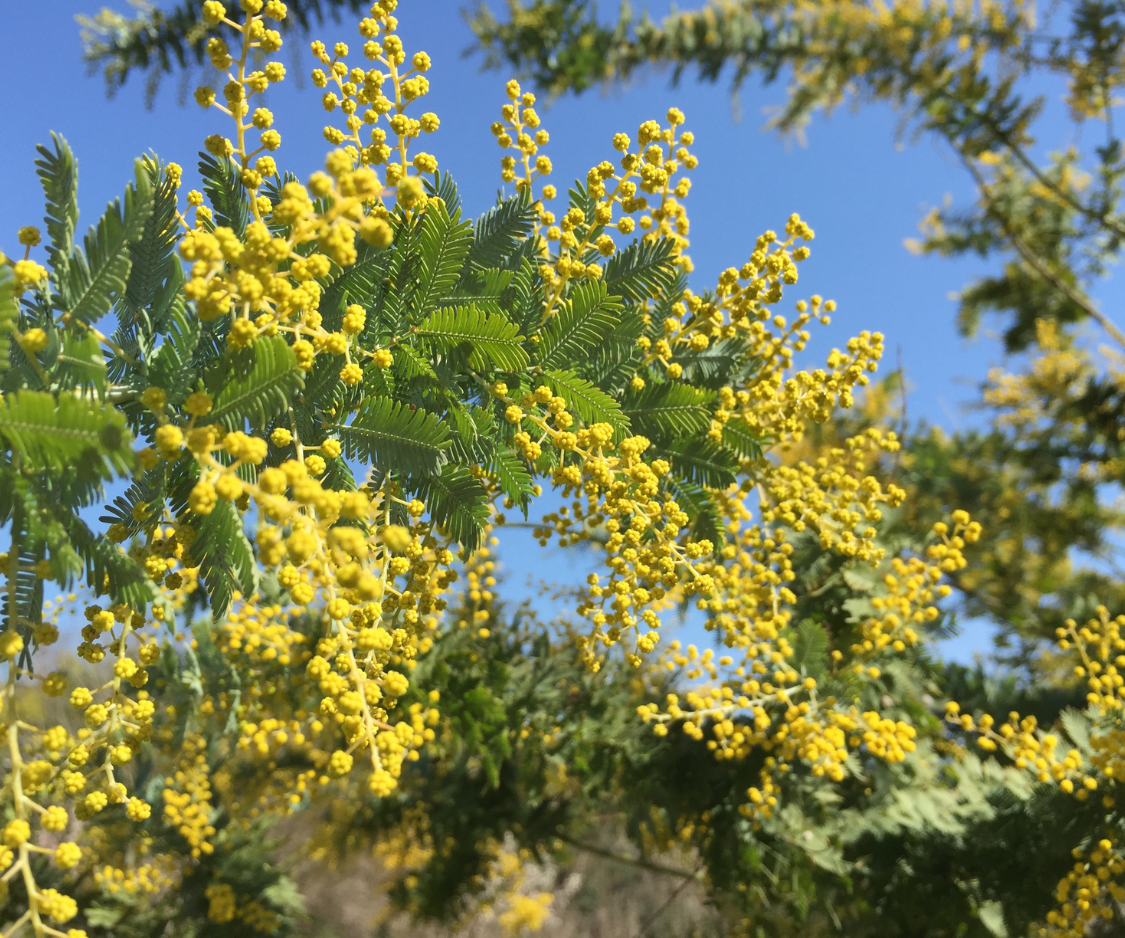 Produits à base d’Acacia - Elixanatur