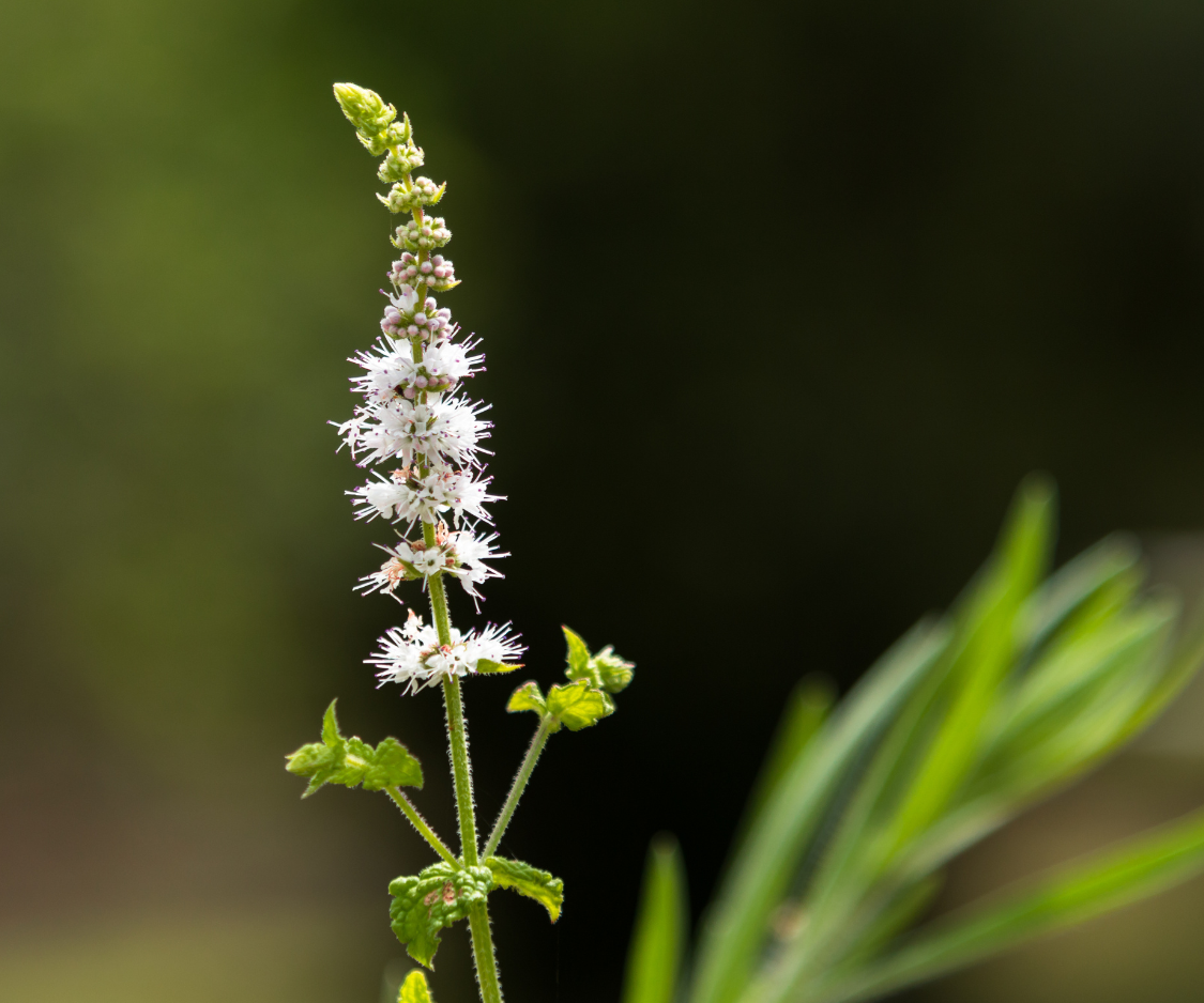Produits à base d’Actée à grappes - Elixanatur