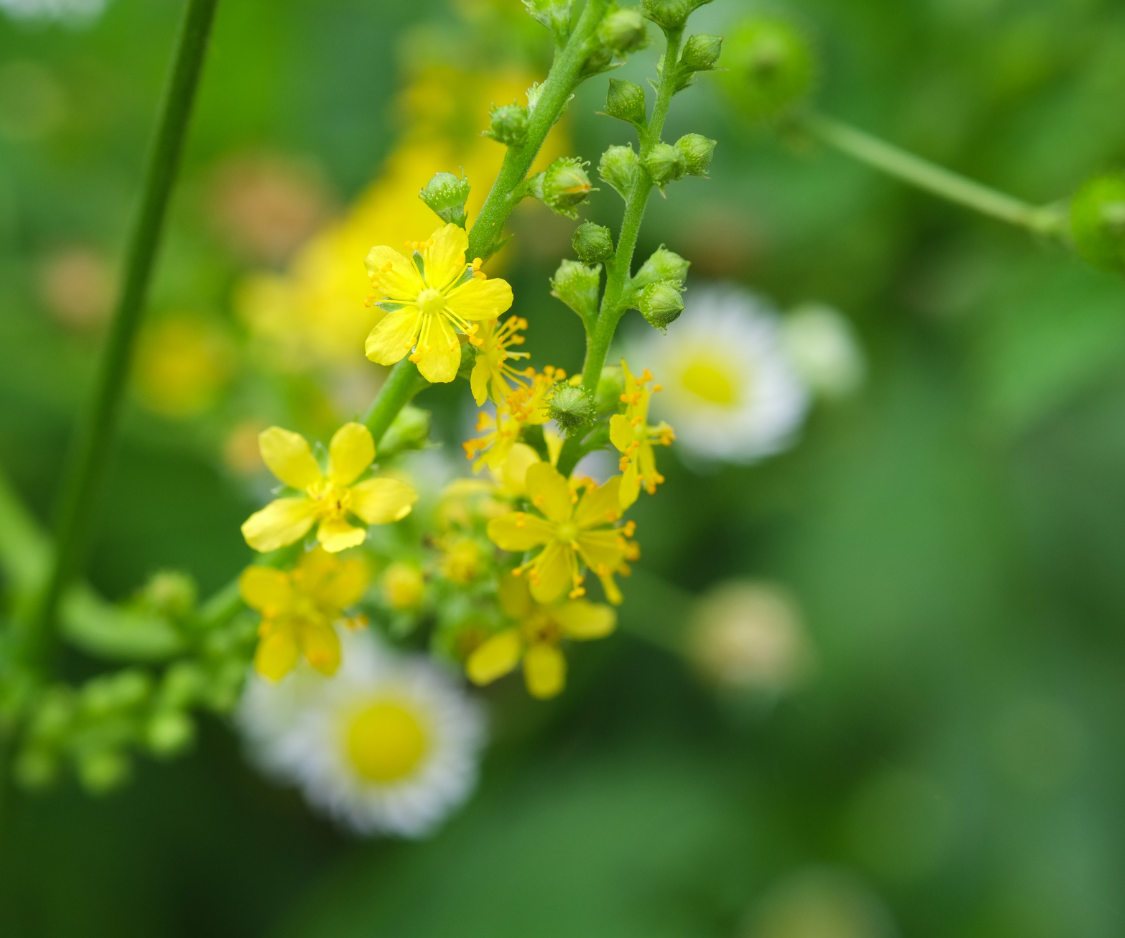 Produits à base d’Aigremoine - Elixanatur