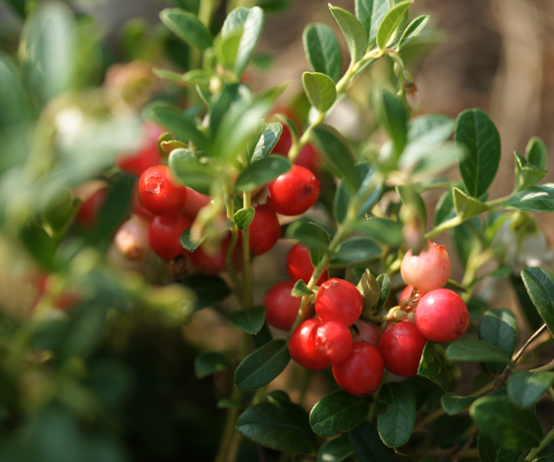 Produits à base d’Airelle - Elixanatur