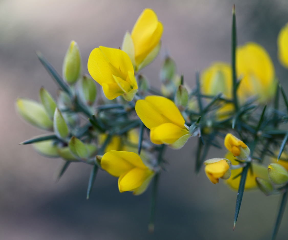 Produits à base d’Ajonc - Elixanatur