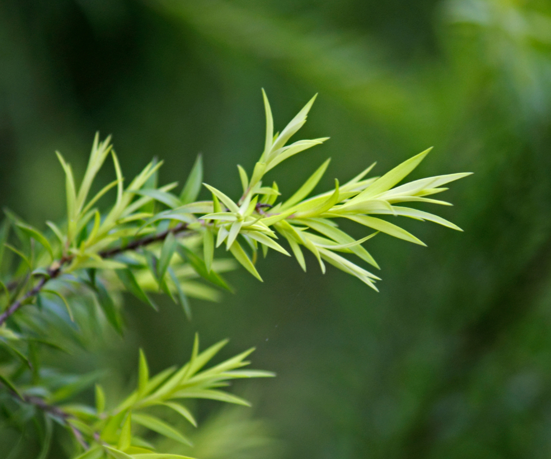 Produits à base d’Arbre à thé - Elixanatur