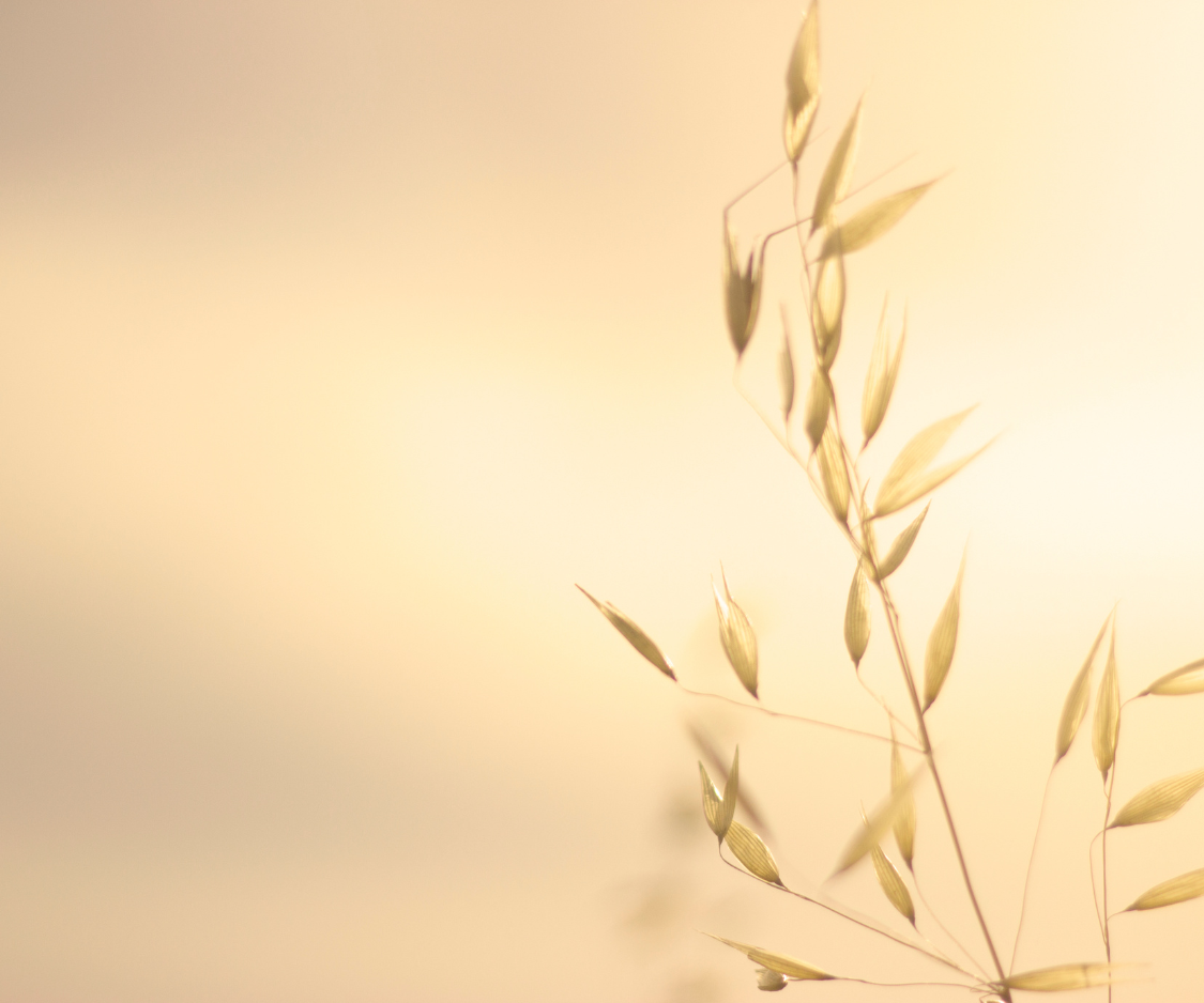 Produits à base d’Avoine sauvage - Elixanatur