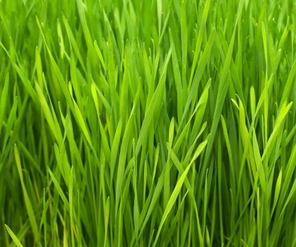 Produits à base d’Herbe de blé - Elixanatur