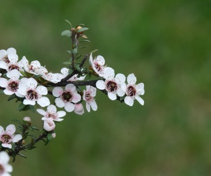 Produits à base de Manuka - Elixanatur