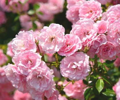 Produits à base de Rose - Elixanatur