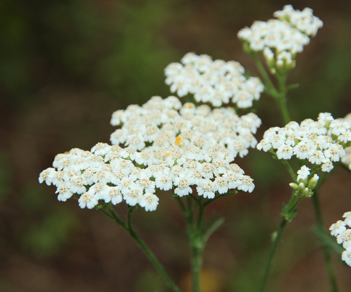 Produits à base d’Achillée blanche - Elixanatur