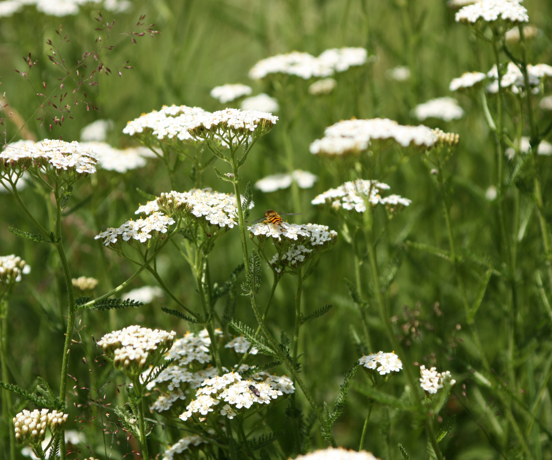 Achillée millefeuille